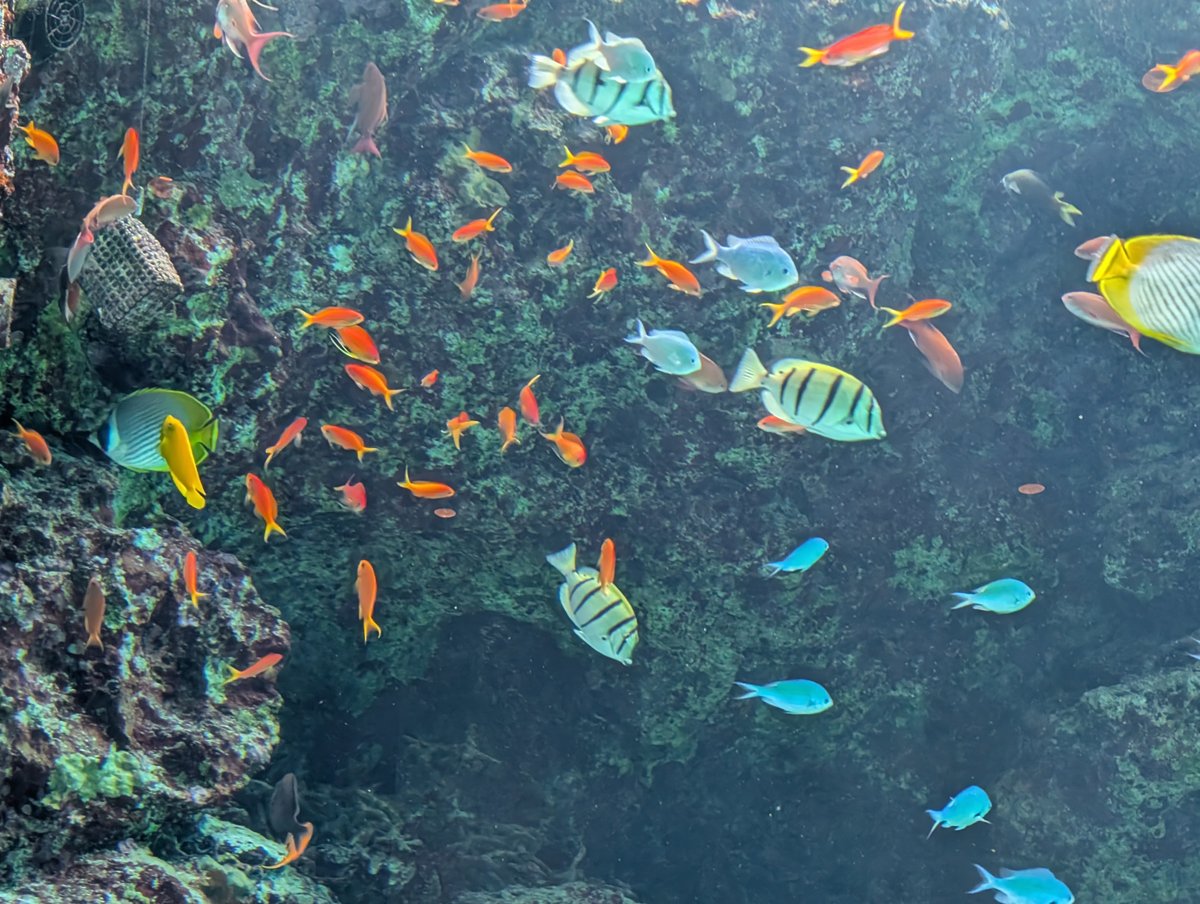 カラフルな熱帯魚
