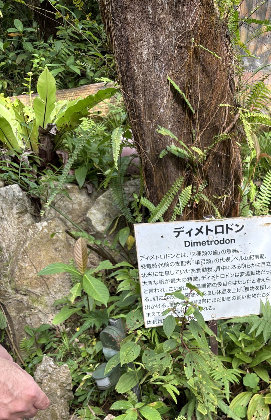 ディメトロドンの解説板