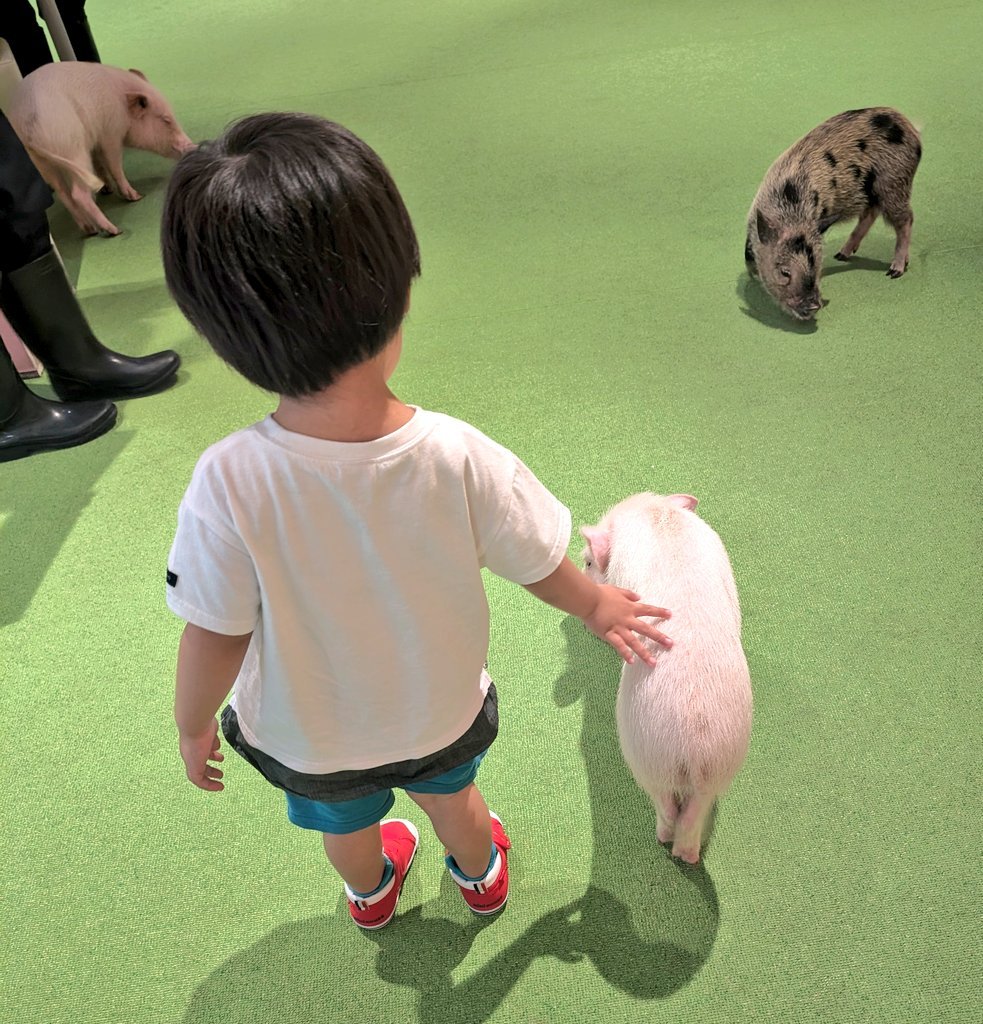 ミニブタへの餌やり体験