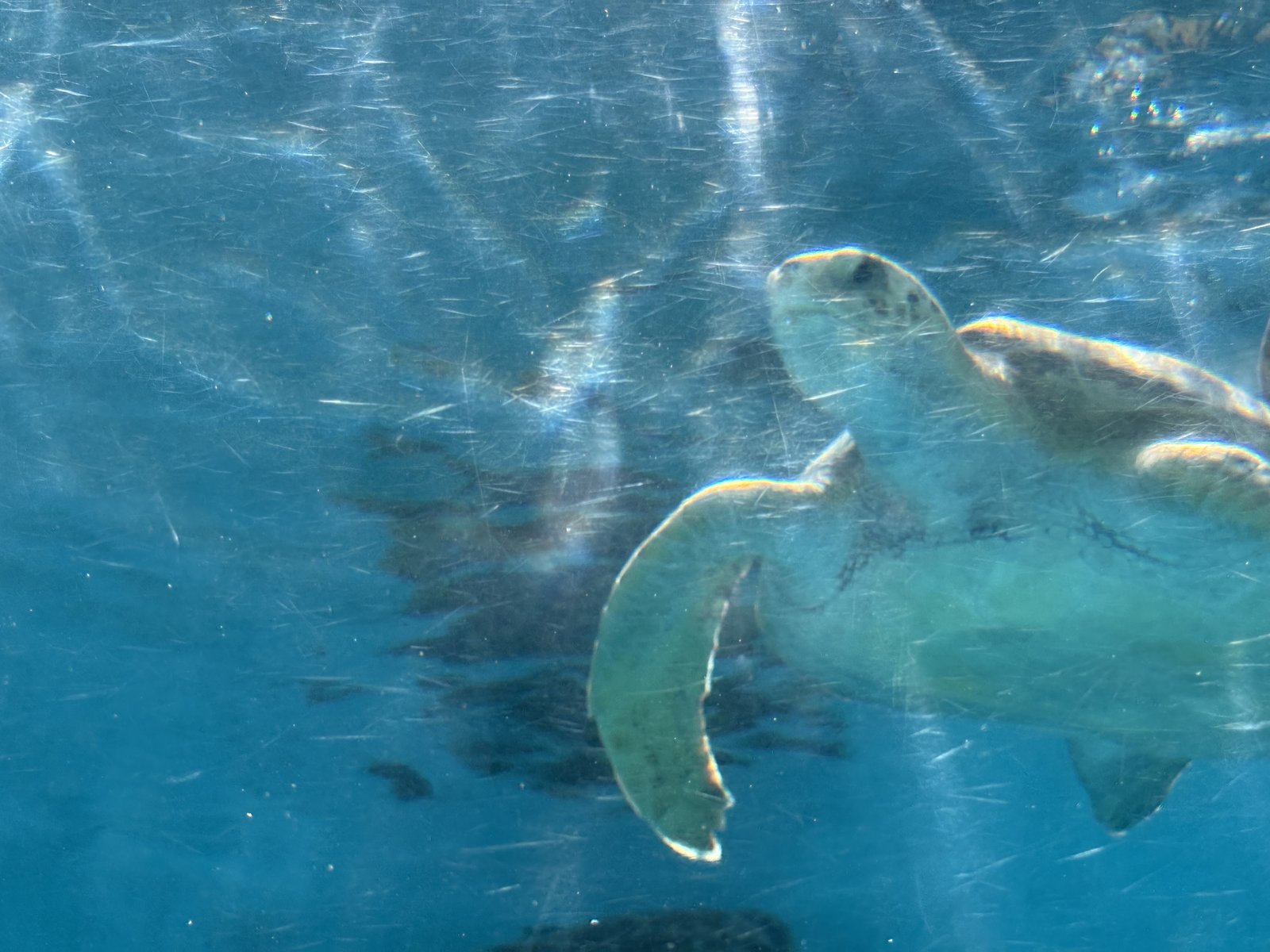 水中から見たウミガメ