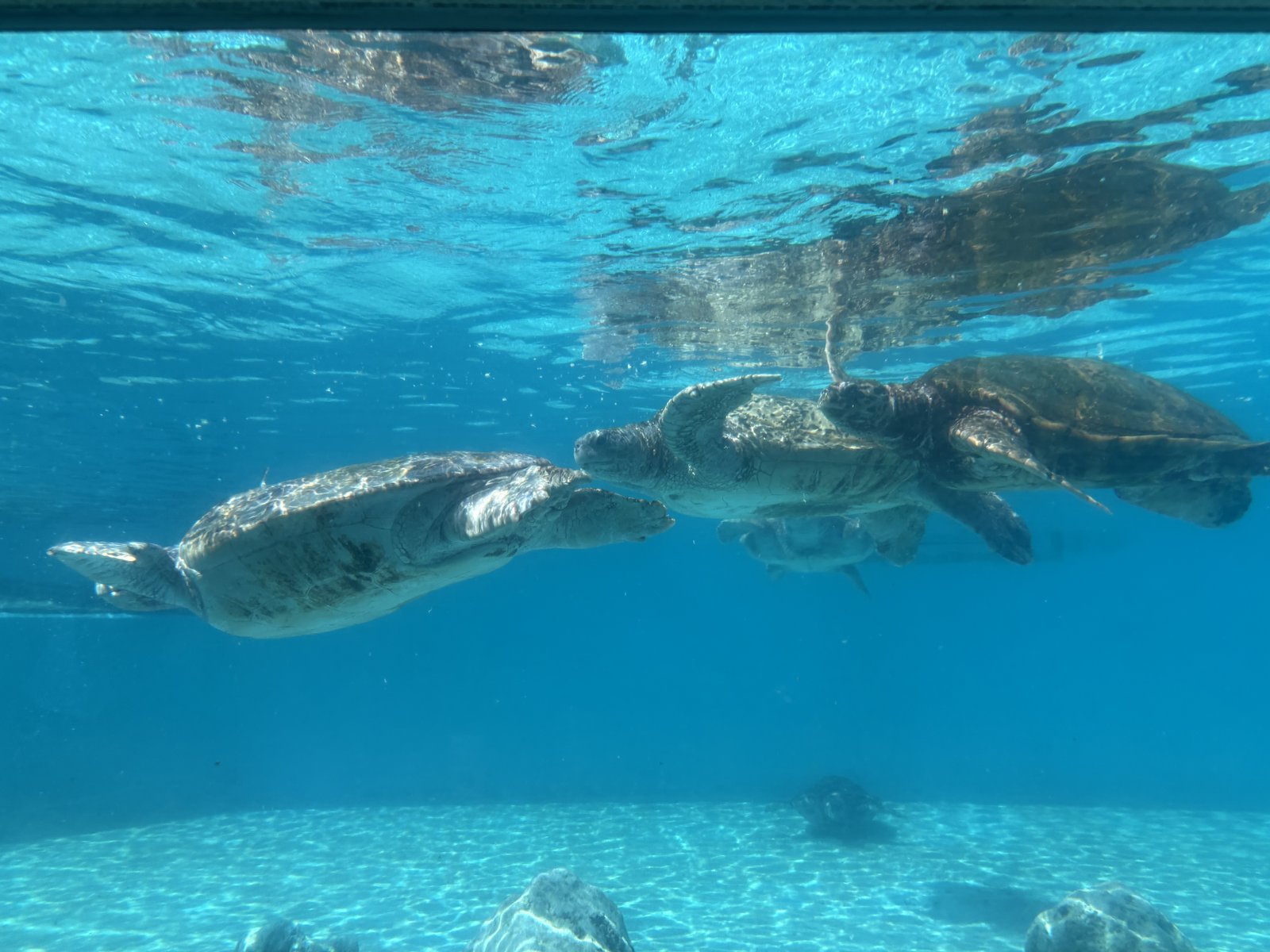 水面を泳ぐウミガメたち