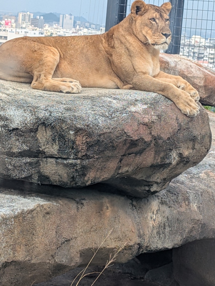 岩の上でくつろぐライオン